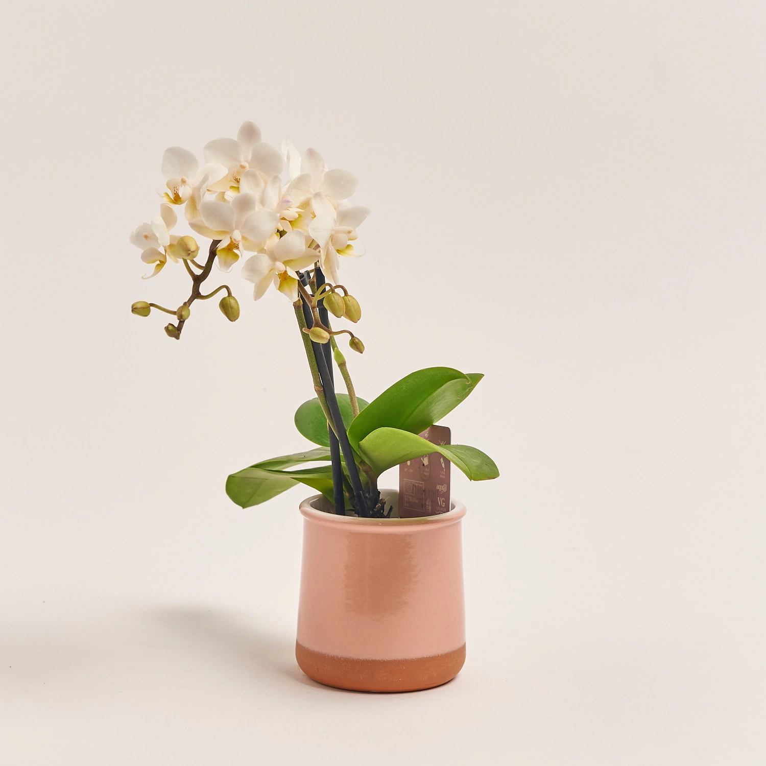 Зображення товару Фаленопсис міні в кер. 2ст., артикул: 1322