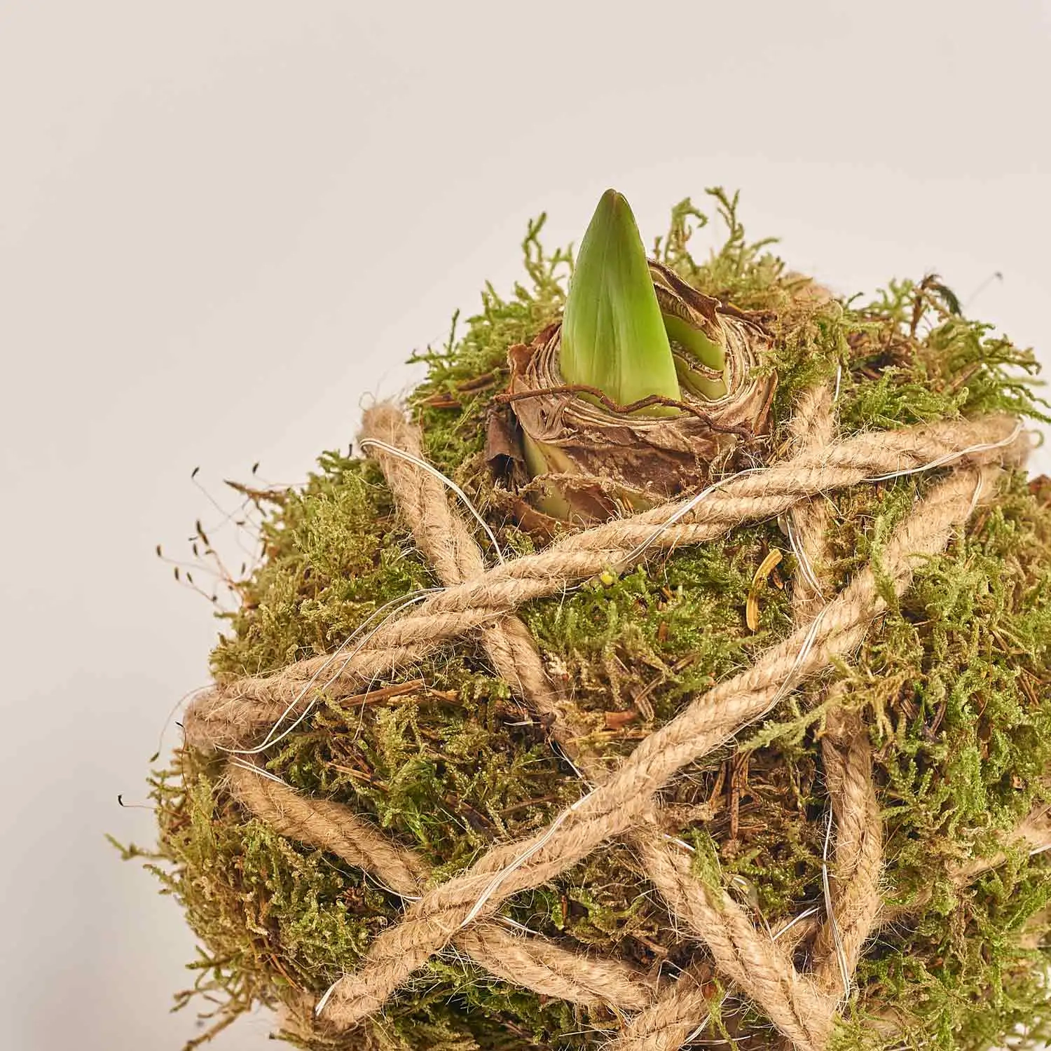 Зображення товару Композиція Амариліс з мохом, артикул: 53752