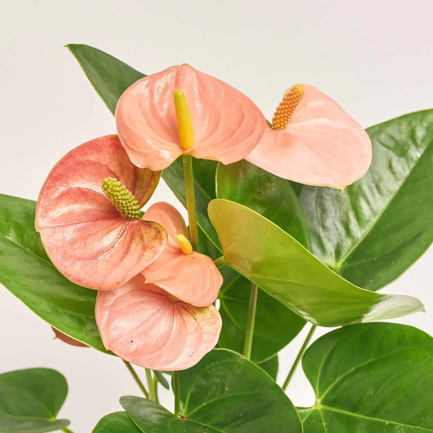 Зображення товару Антуріум Спіріт, артикул: 57165