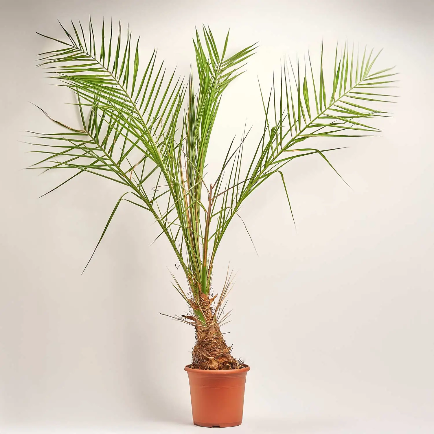 Фенікс Канарський, артикул: 48451 Зображення товару Фенікс Канарський, артикул: 48451