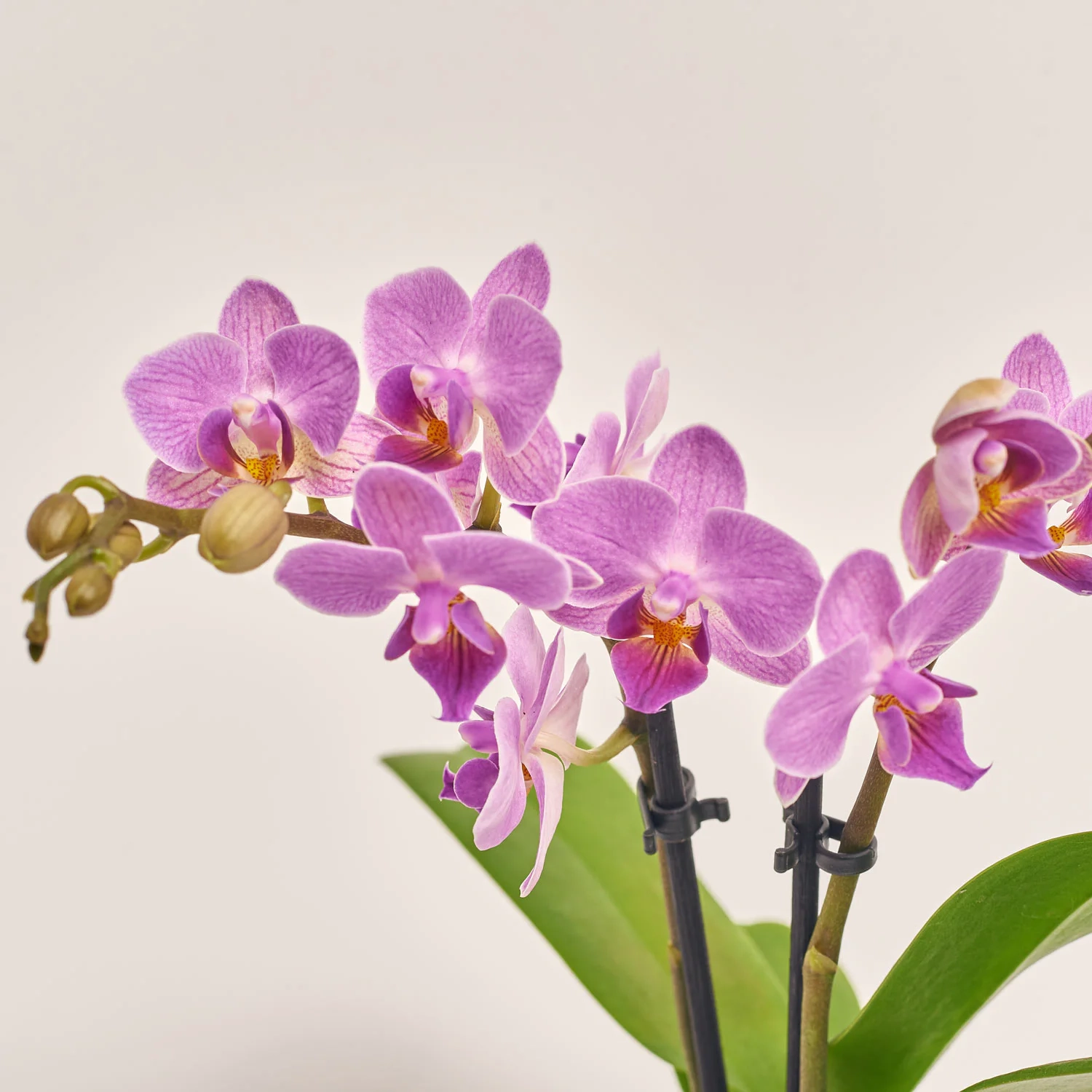 Зображення товару Фаленопсис міні в кер. 2ст., артикул: 1322