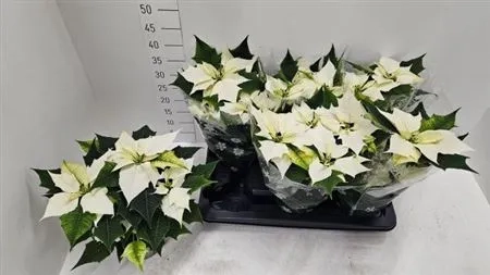 Пуансетія Аляска, артикул: 54172 Зображення товару Пуансетія Аляска, артикул: 54172