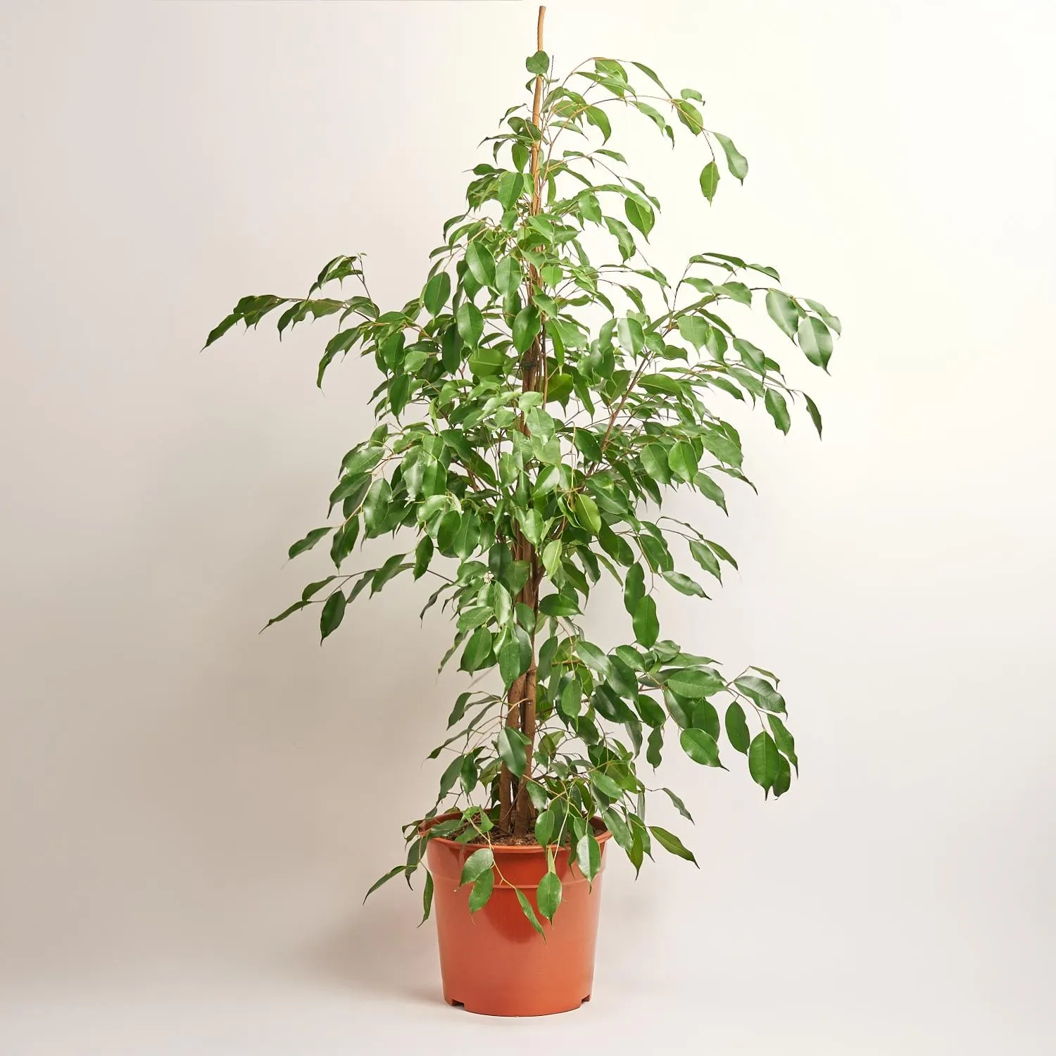 Фікус бе Екзотика, артикул: 35953 Зображення товару Фікус бе Екзотика, артикул: 35953