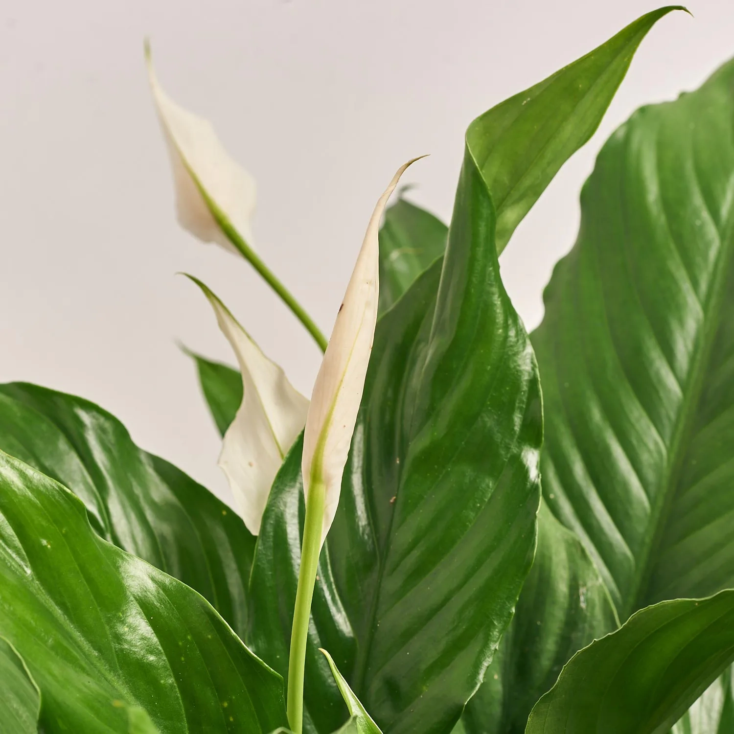 Зображення товару Спатифіллум Світ Чіко, артикул: 55520