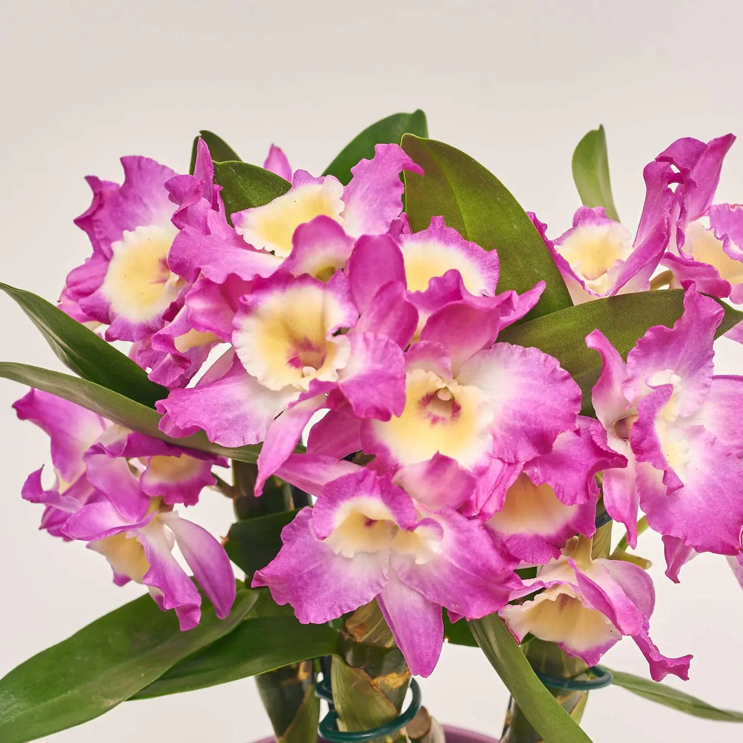 Зображення товару Дендробіум Акатсукі 1ст. в кер., артикул: 55540