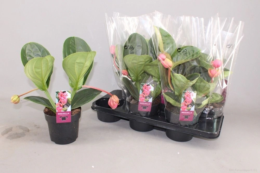 Зображення товару Медініла Ламбада, артикул: 56892