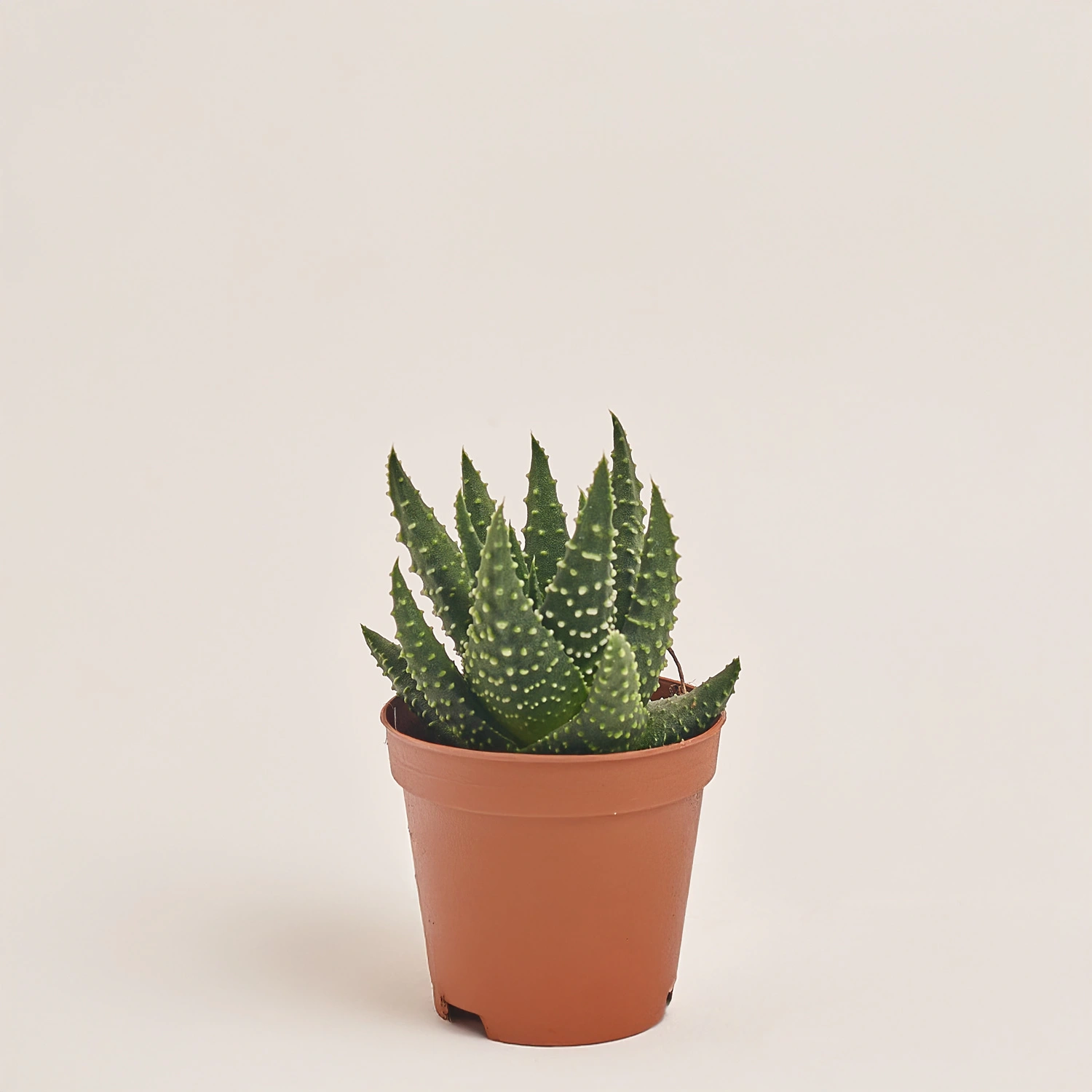 Хавортія Маргарітіфера, артикул: 37721 Зображення товару Хавортія Маргарітіфера, артикул: 37721