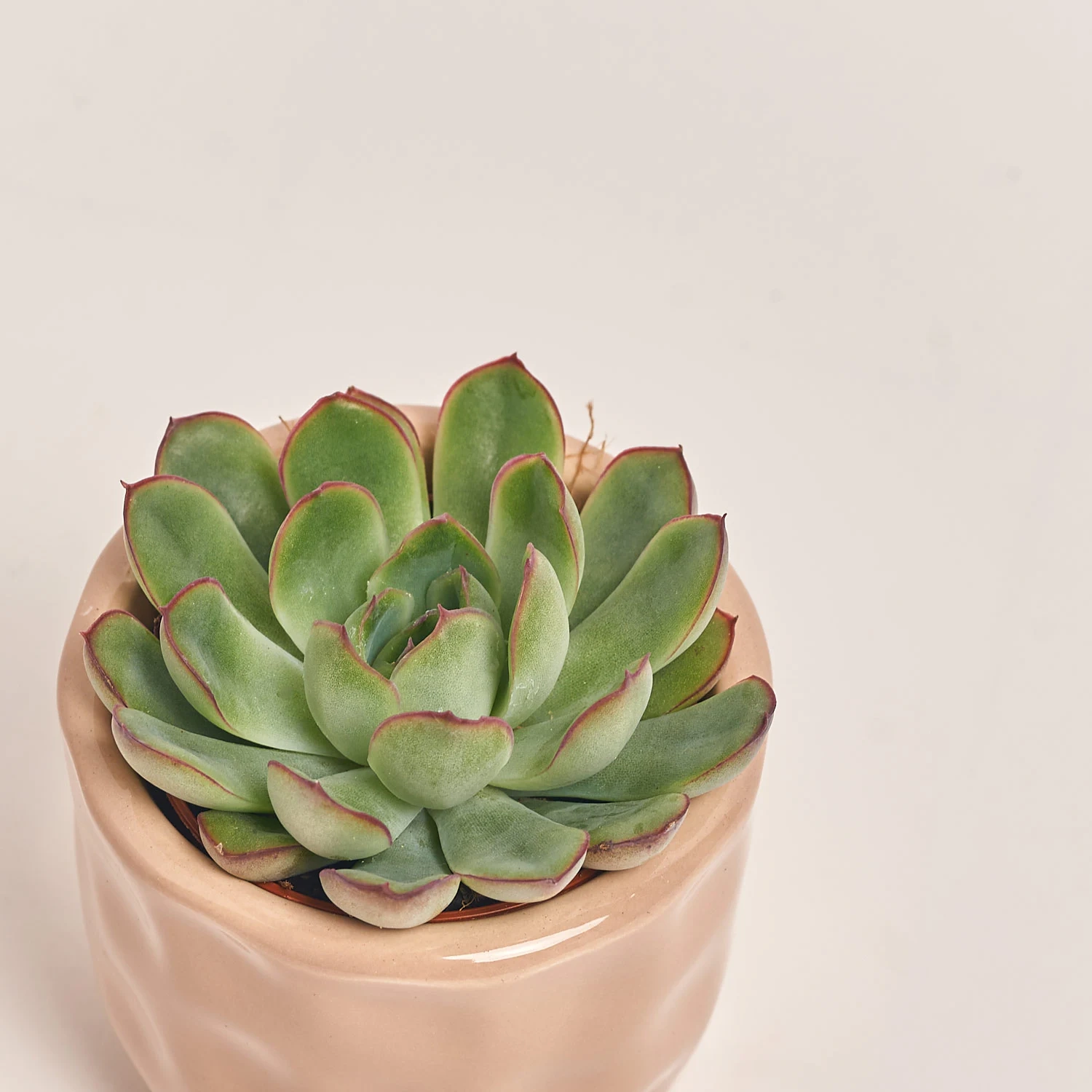 Зображення товару Сукулент мікс в кер., артикул: 22213