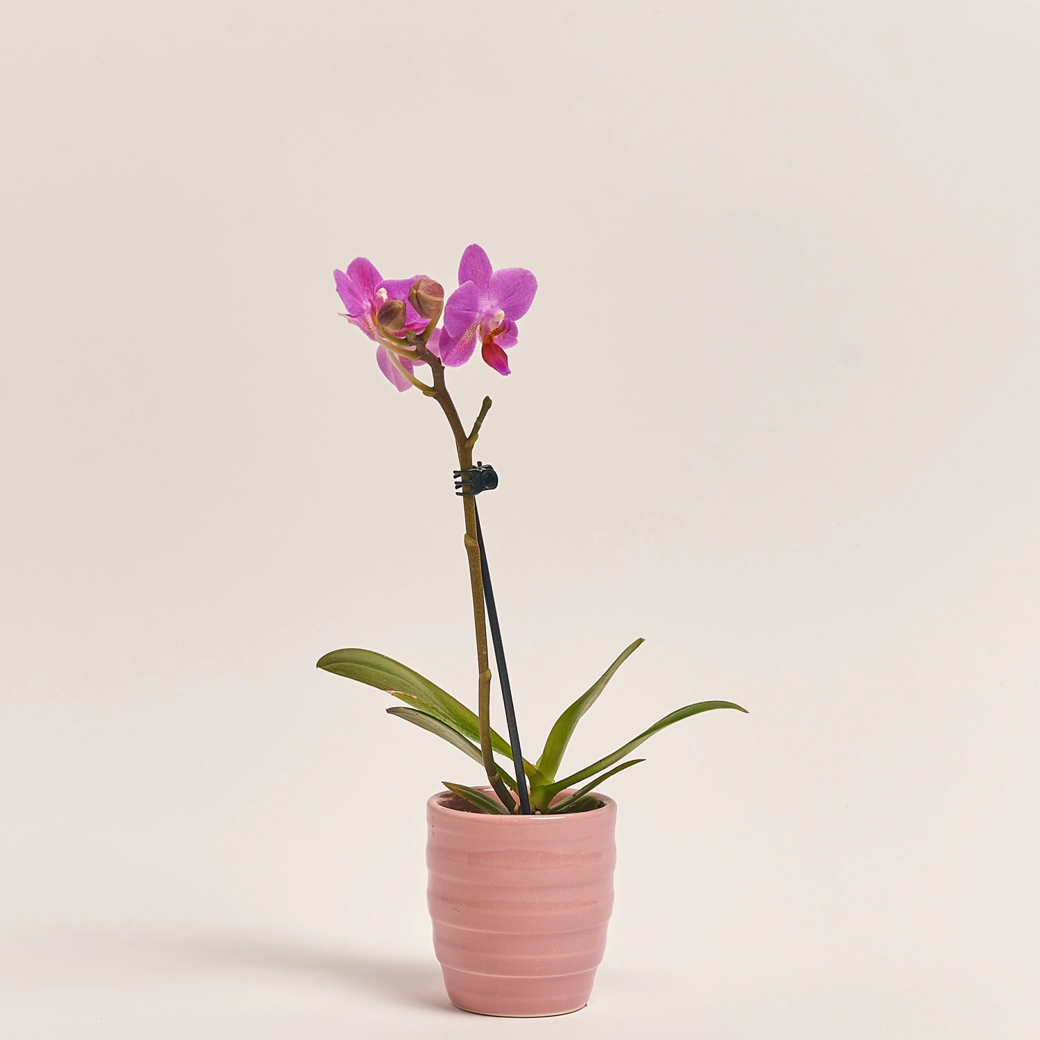 Фаленопсис міні в кер.і 1ст., артикул: 2716 Зображення товару Фаленопсис міні в кер.і 1ст., артикул: 2716