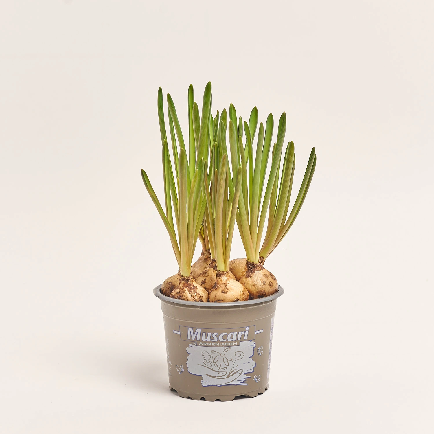 Зображення товару Мускарі Арменікум, артикул: 56224
