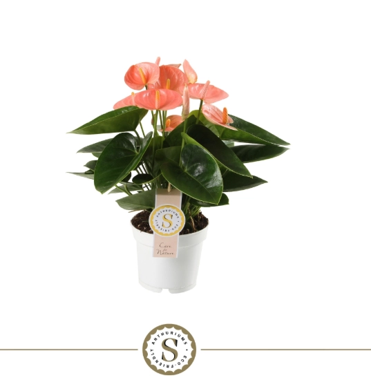 Зображення товару Антуріум Спіріт, артикул: 57165