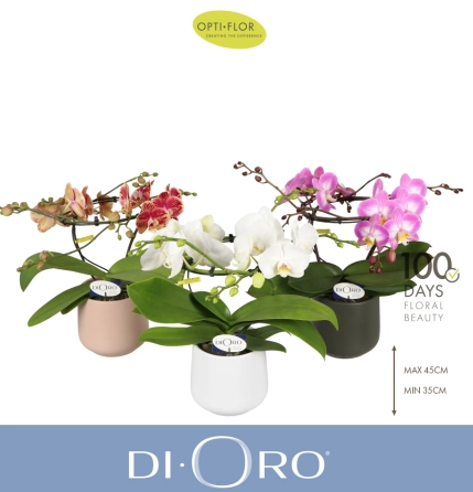 Зображення товару Фаленопсис "Діоро" 2ст. в кер., артикул: 56341