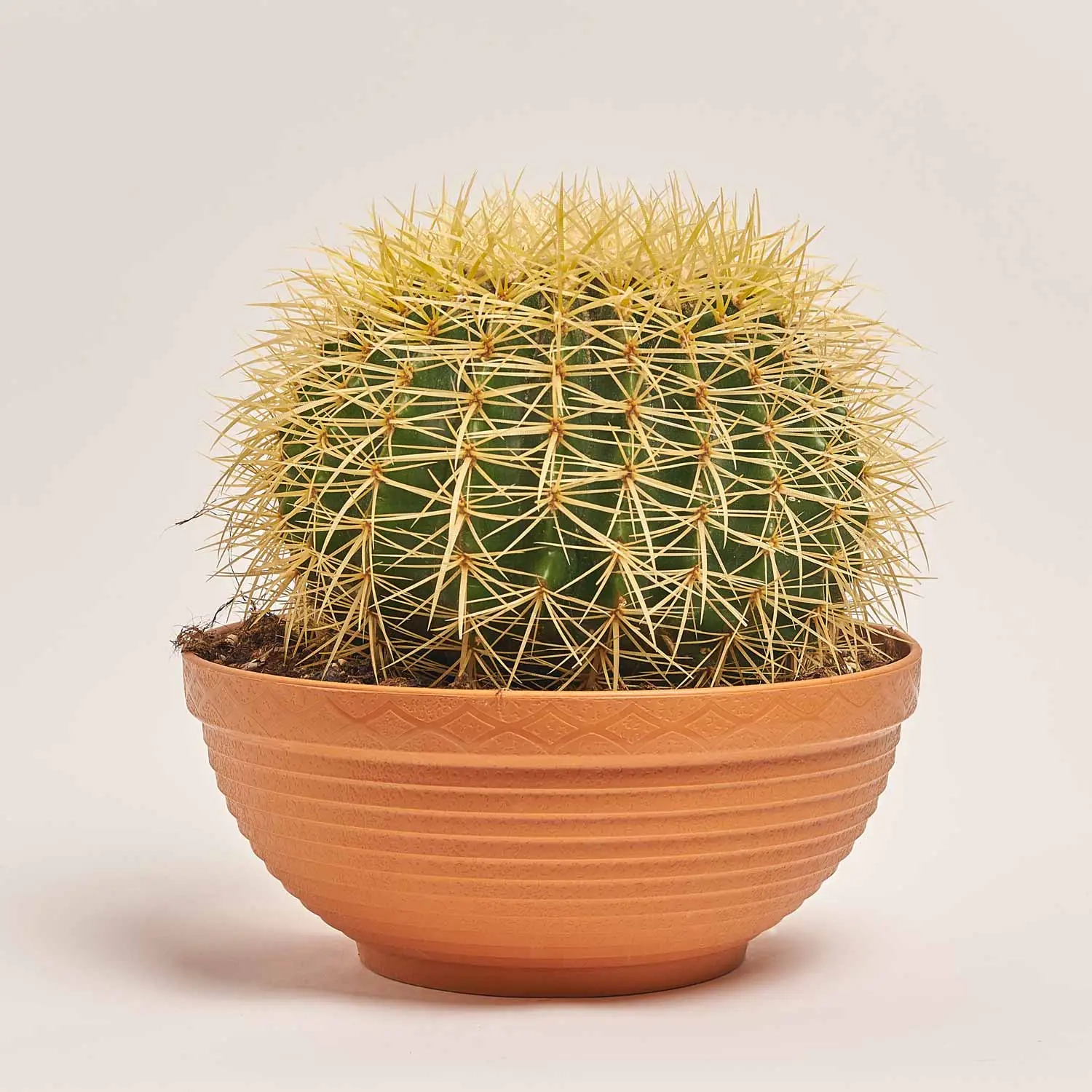 Зображення товару Ехінокактус Грузоні, артикул: 7439