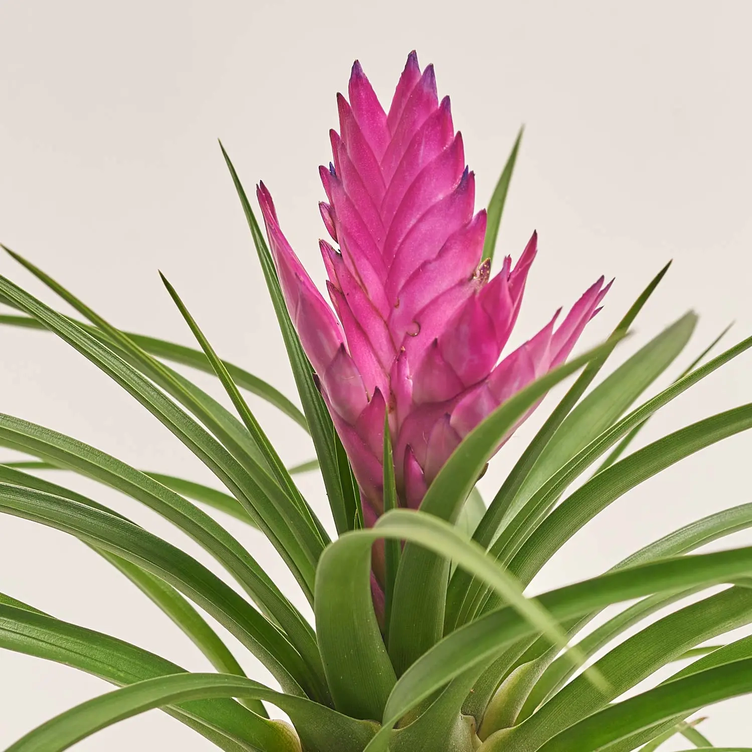 Зображення товару Тілландсія Жозе в кер., артикул: 52599