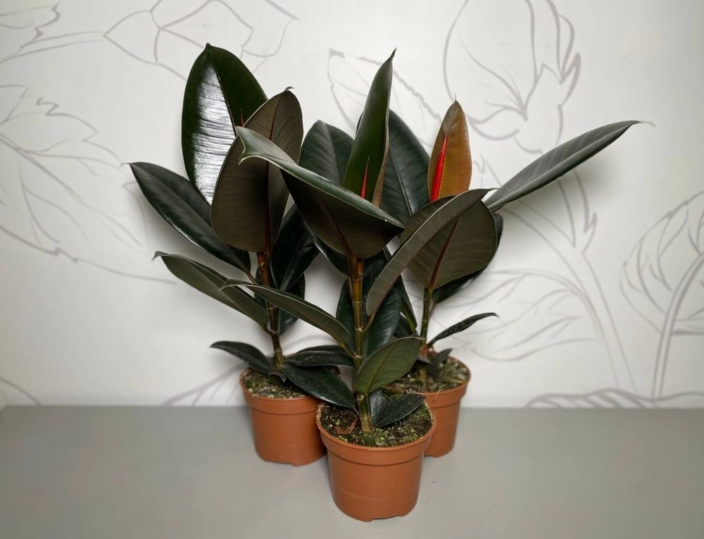 Зображення товару Фікус ел Абіджан, артикул: 1411