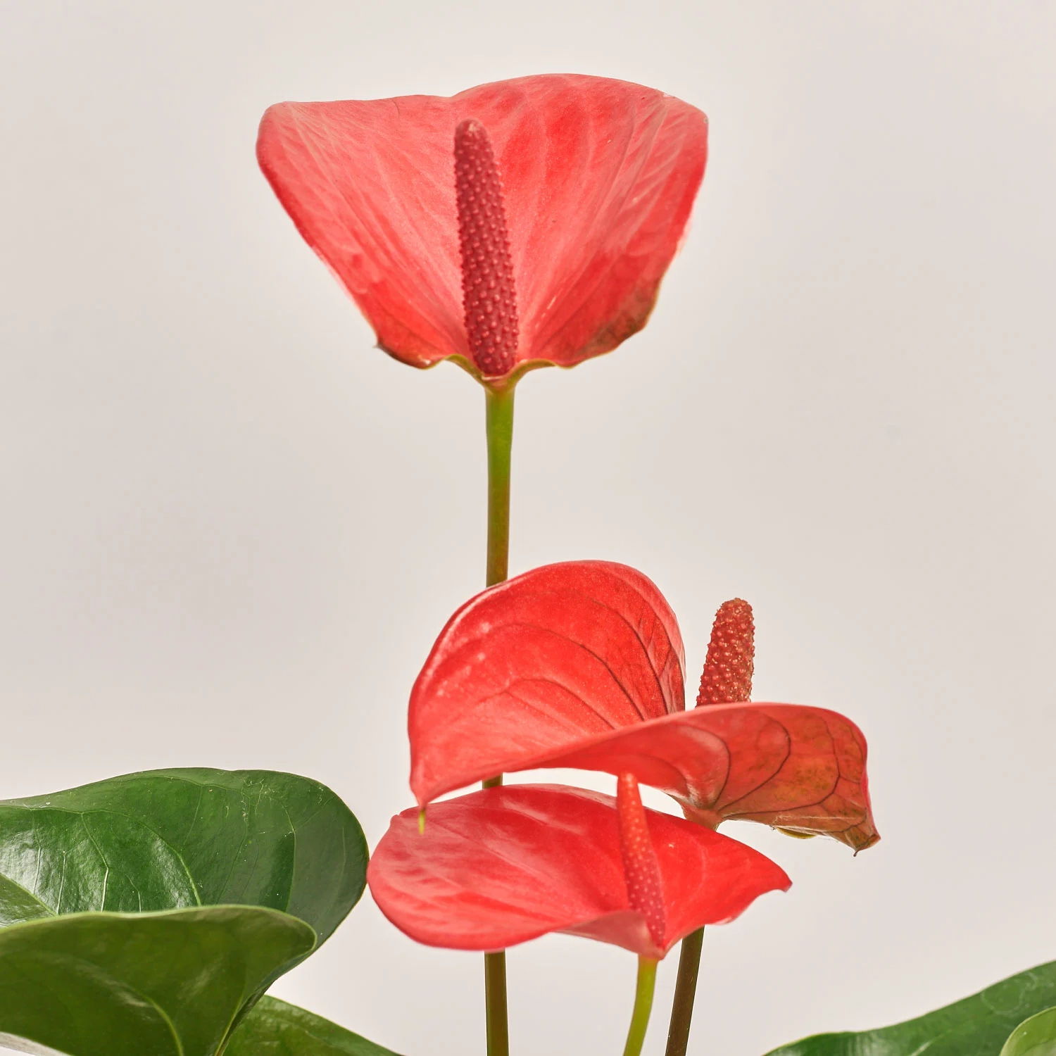 Зображення товару Антуріум Меліто, артикул: 55157