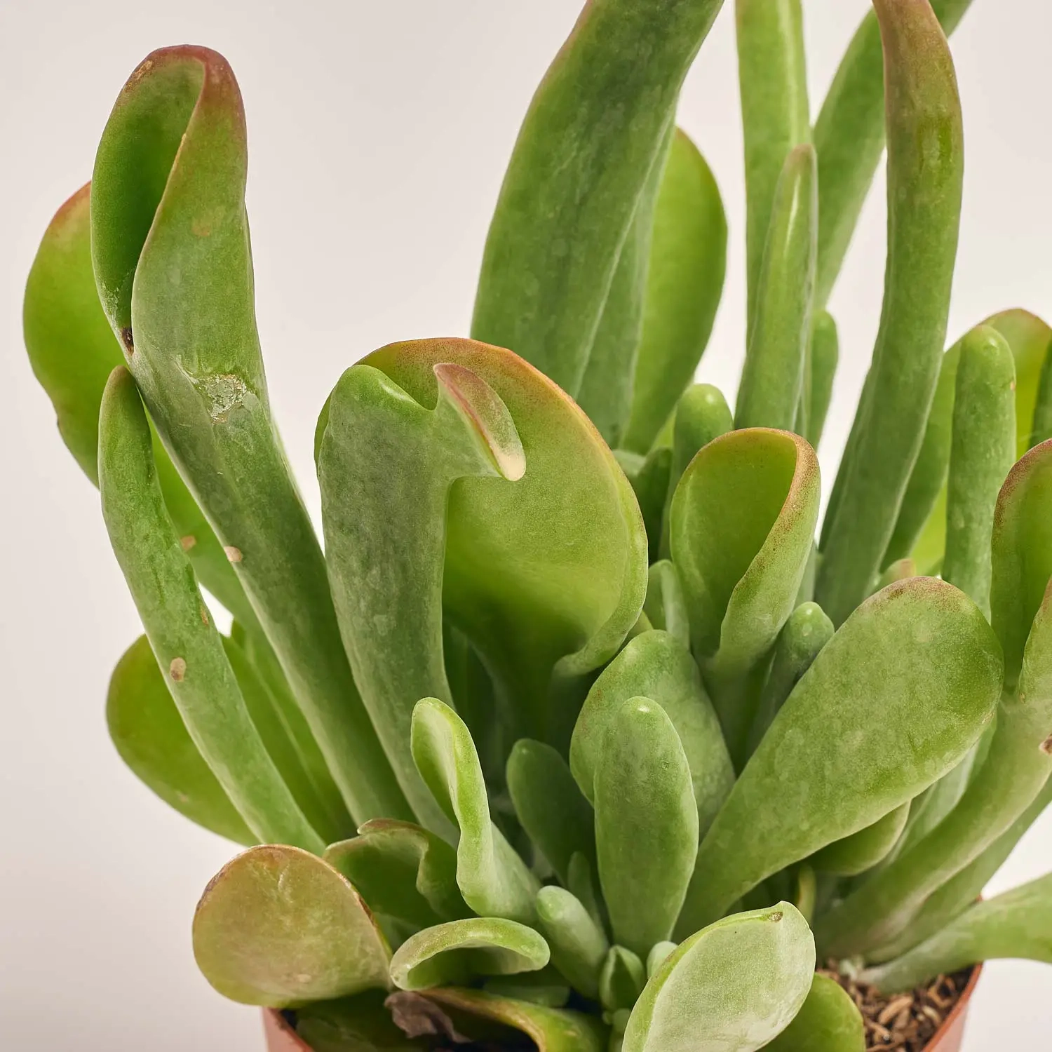 Каланхоє Орікула, артикул: 42951 Зображення товару Каланхоє Орікула, артикул: 42951