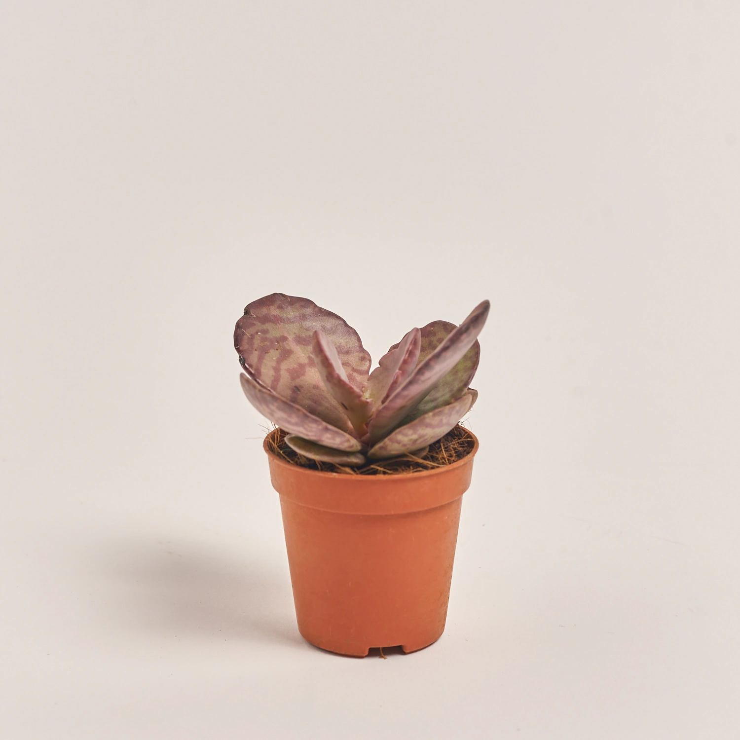 Зображення товару Сукулент мікс, артикул: 39954