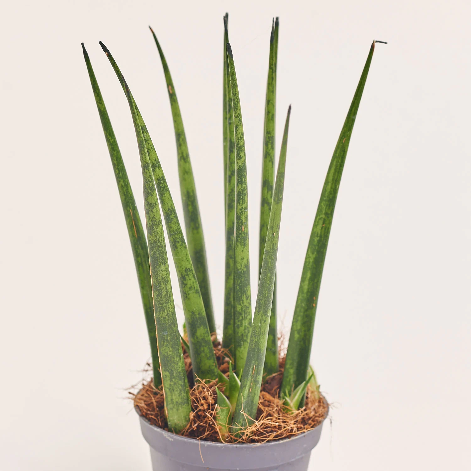 Зображення товару Сансевієрія Фернвуд, артикул: 57162