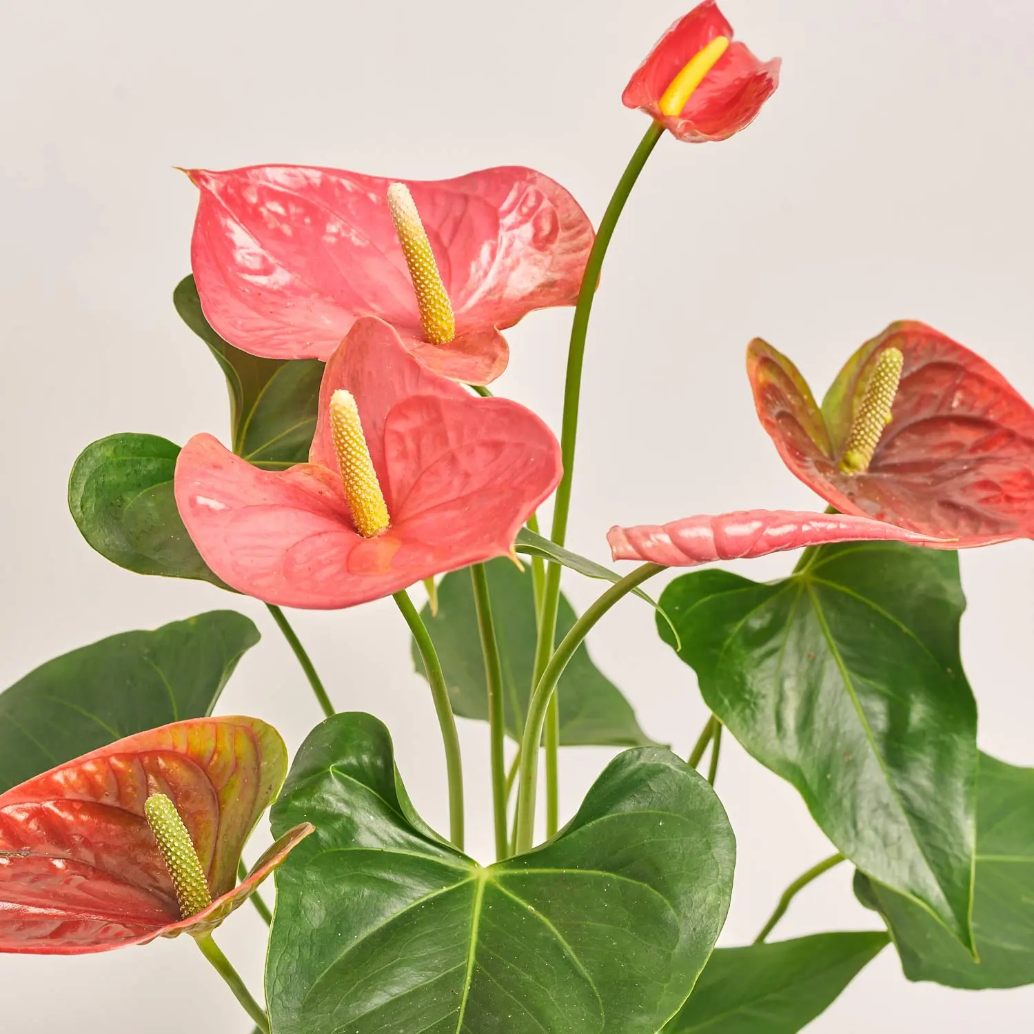 Антуріум Колорадо, артикул: 18965 Зображення товару Антуріум Колорадо, артикул: 18965