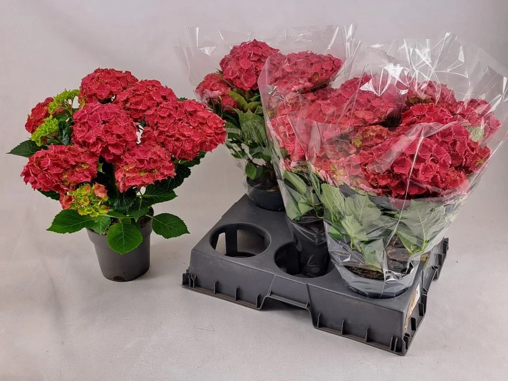 Зображення товару Гортензія червона 9ст., артикул: 57146