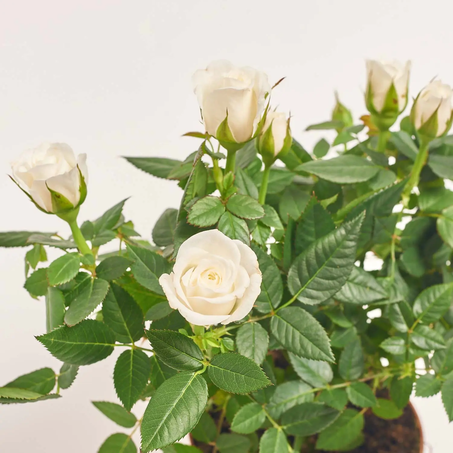 Зображення товару Троянда мікс, артикул: 14634