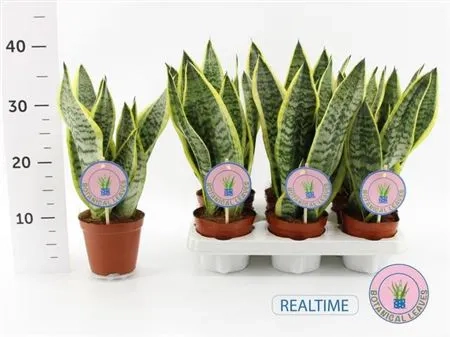 Сансевієрія Футура Суперб, артикул: 53420 Зображення товару Сансевієрія Футура Суперб, артикул: 53420