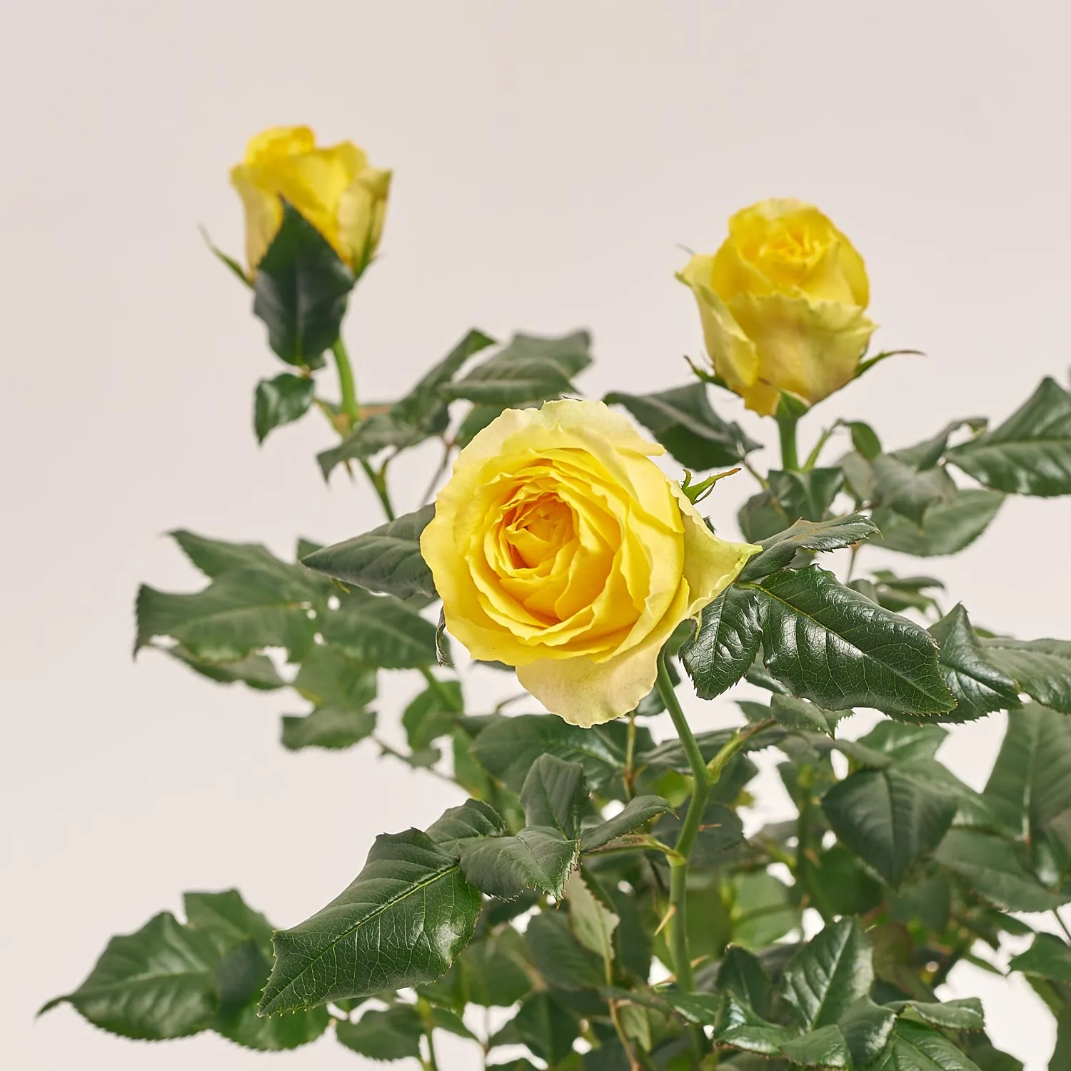 Зображення товару Троянда мікс, артикул: 1293