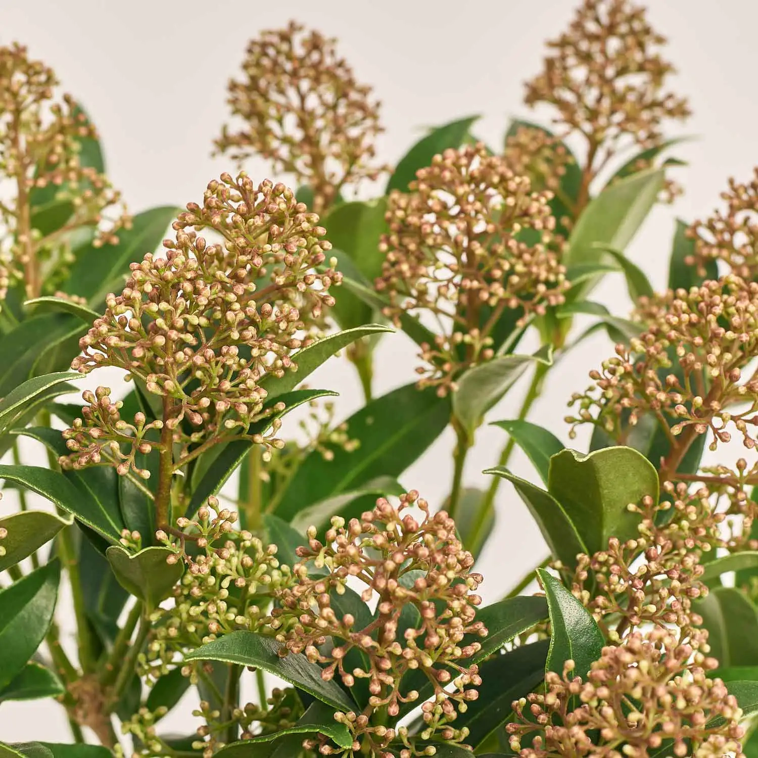 Скімія Японіка Гудрі, артикул: 51864 Зображення товару Скімія Японіка Гудрі, артикул: 51864