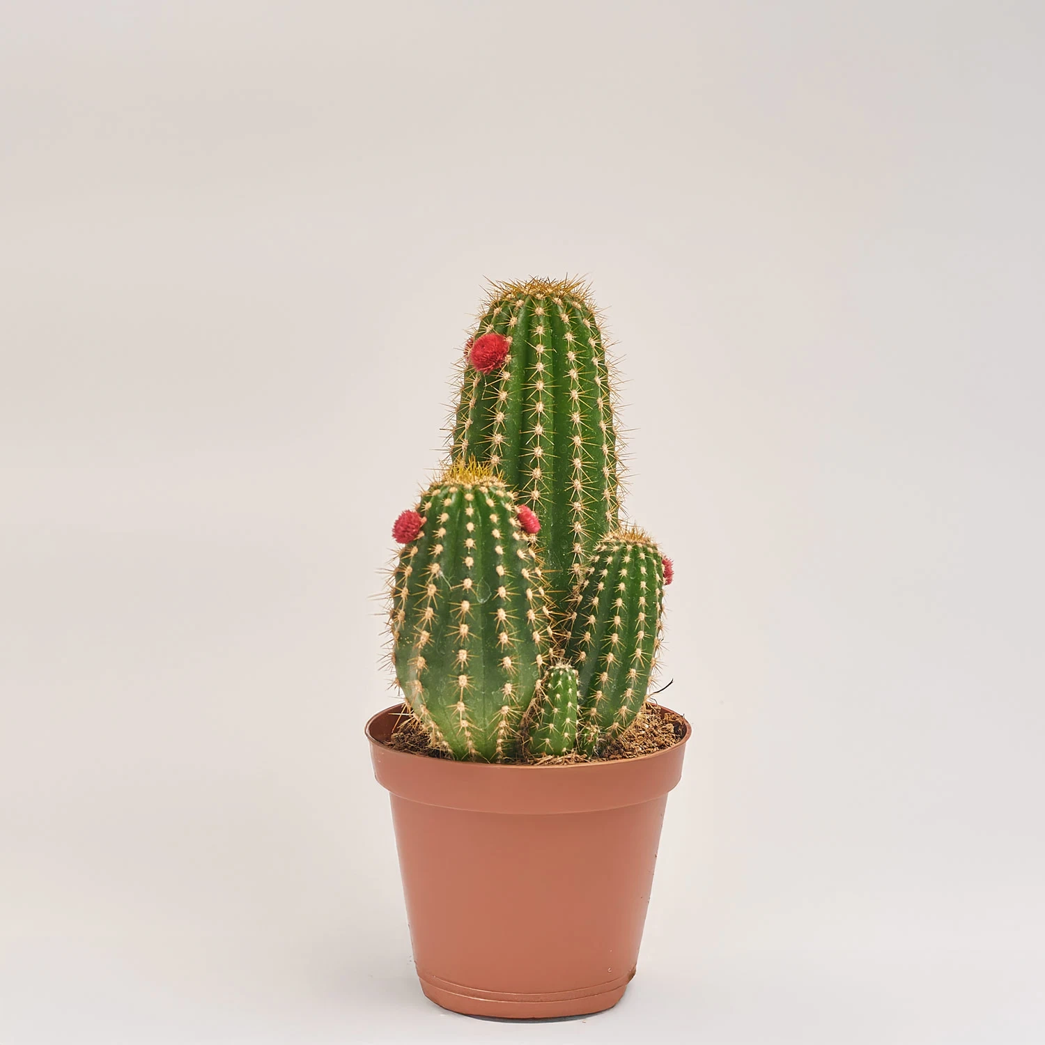 Кактус з квітами, артикул: 53634 Зображення товару Кактус з квітами, артикул: 53634