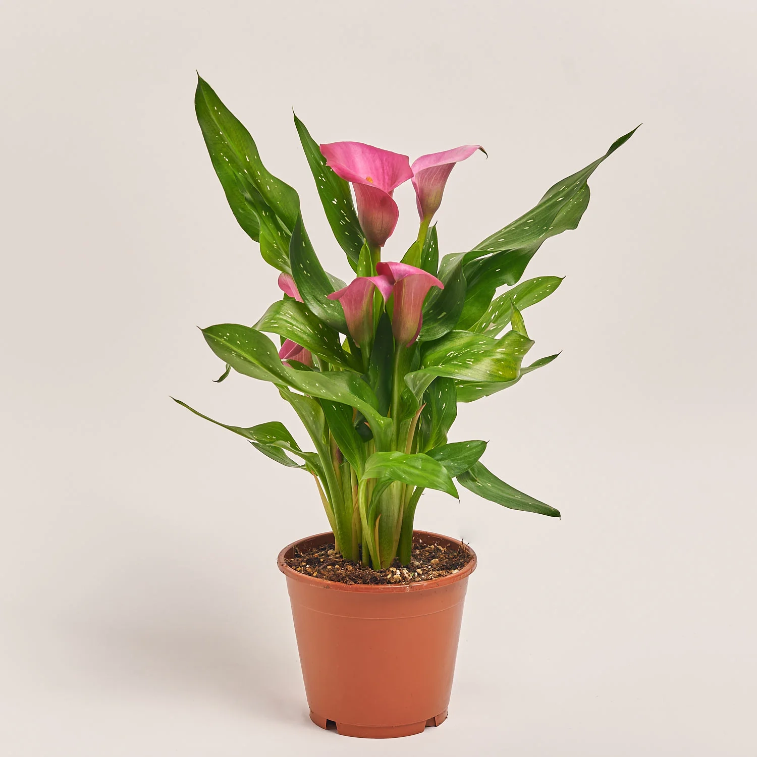 Зображення товару Зантедескія Зазу, артикул: 55583