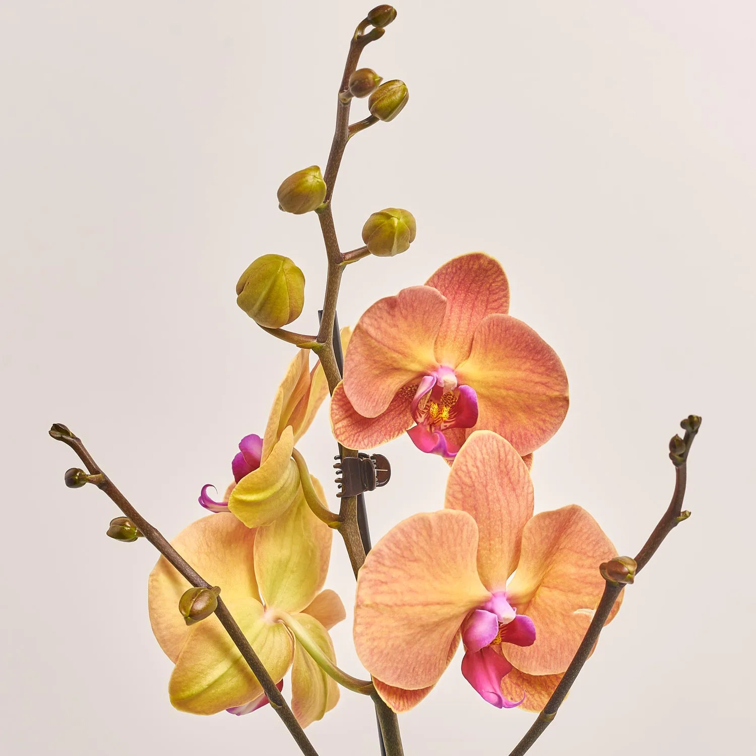 Фаленопсис 1ст. мікс, артикул: 18850 Зображення товару Фаленопсис 1ст. мікс, артикул: 18850