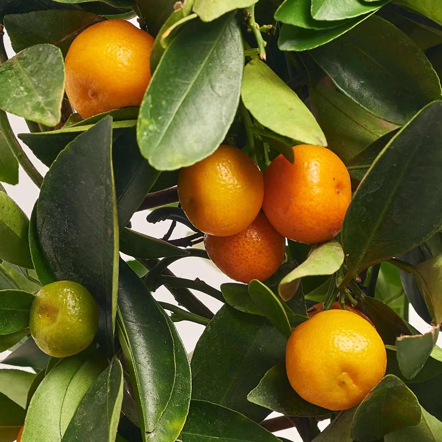 Цитрофортунелла мікрокарпа, артикул: 27314 Зображення товару Цитрофортунелла мікрокарпа, артикул: 27314