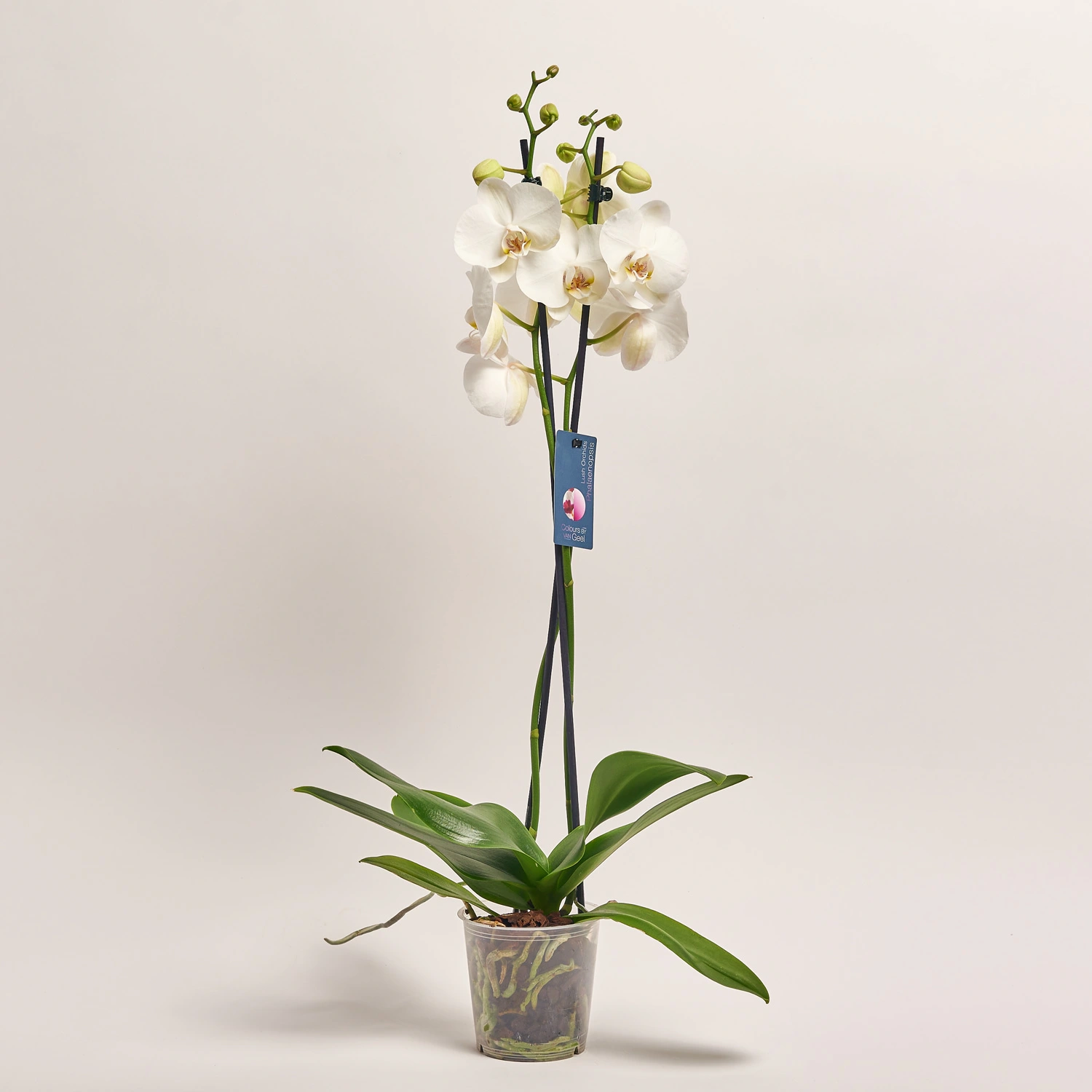 Зображення товару Фаленопсис 2ст. білий мікс, артикул: 2719