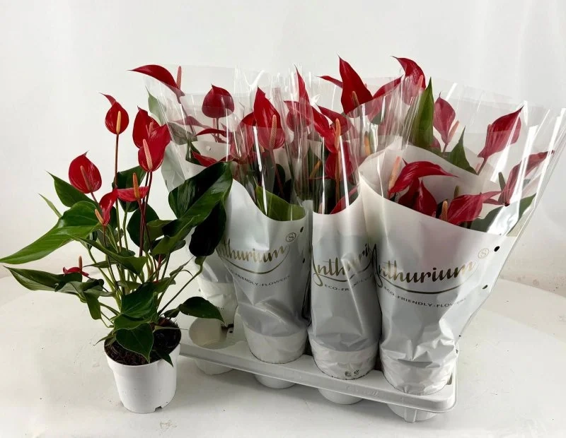 Зображення товару Антуріум Лілі Ред, артикул: 55888