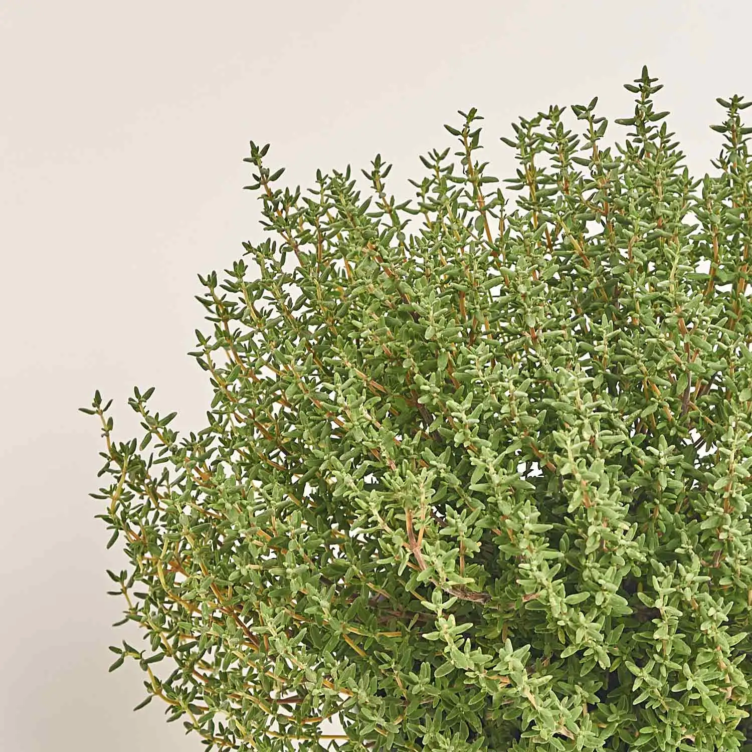 Зображення товару Мікс пряних трав, артикул: 4548