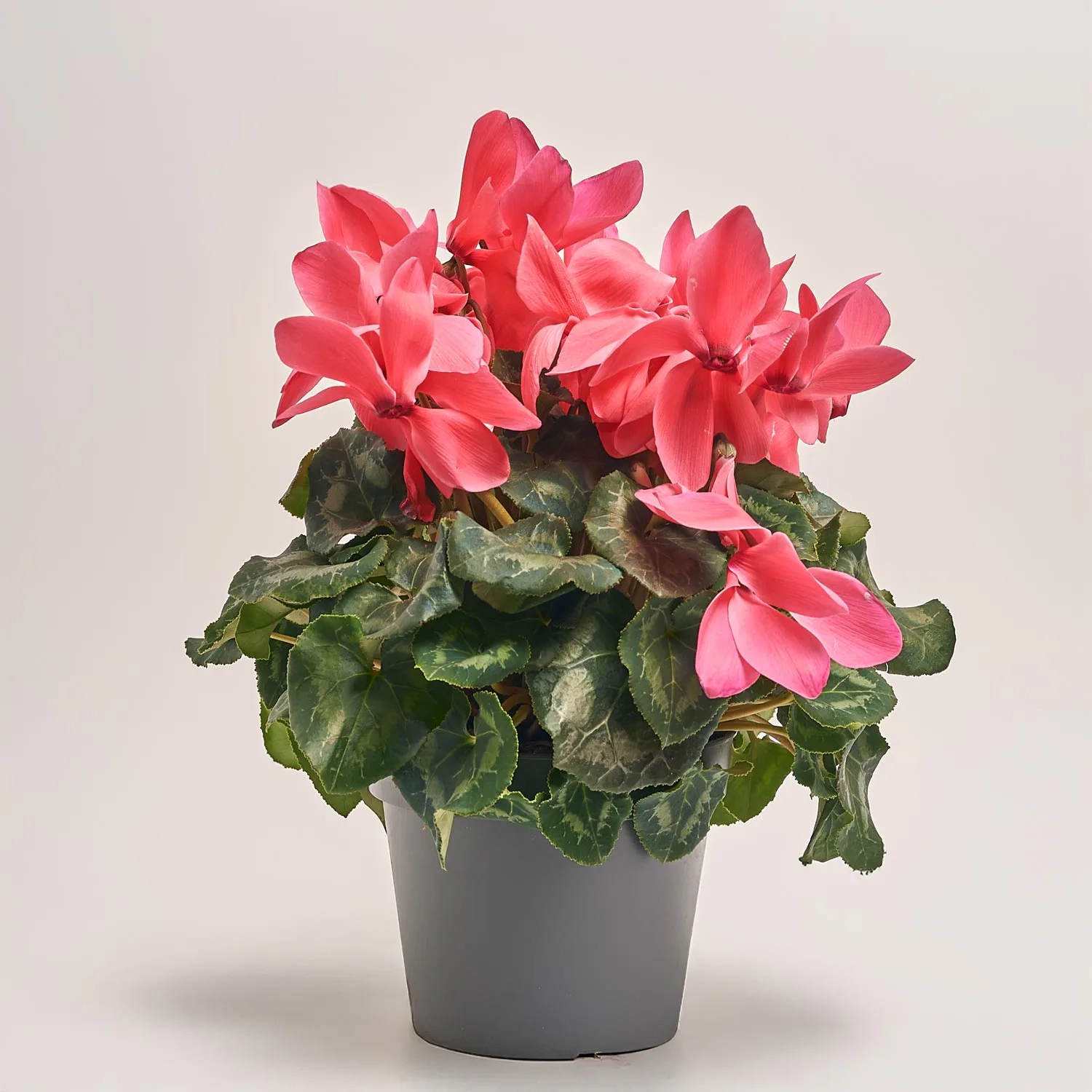 Цикламен Супер Мамос, артикул: 40286 Зображення товару Цикламен Супер Мамос, артикул: 40286