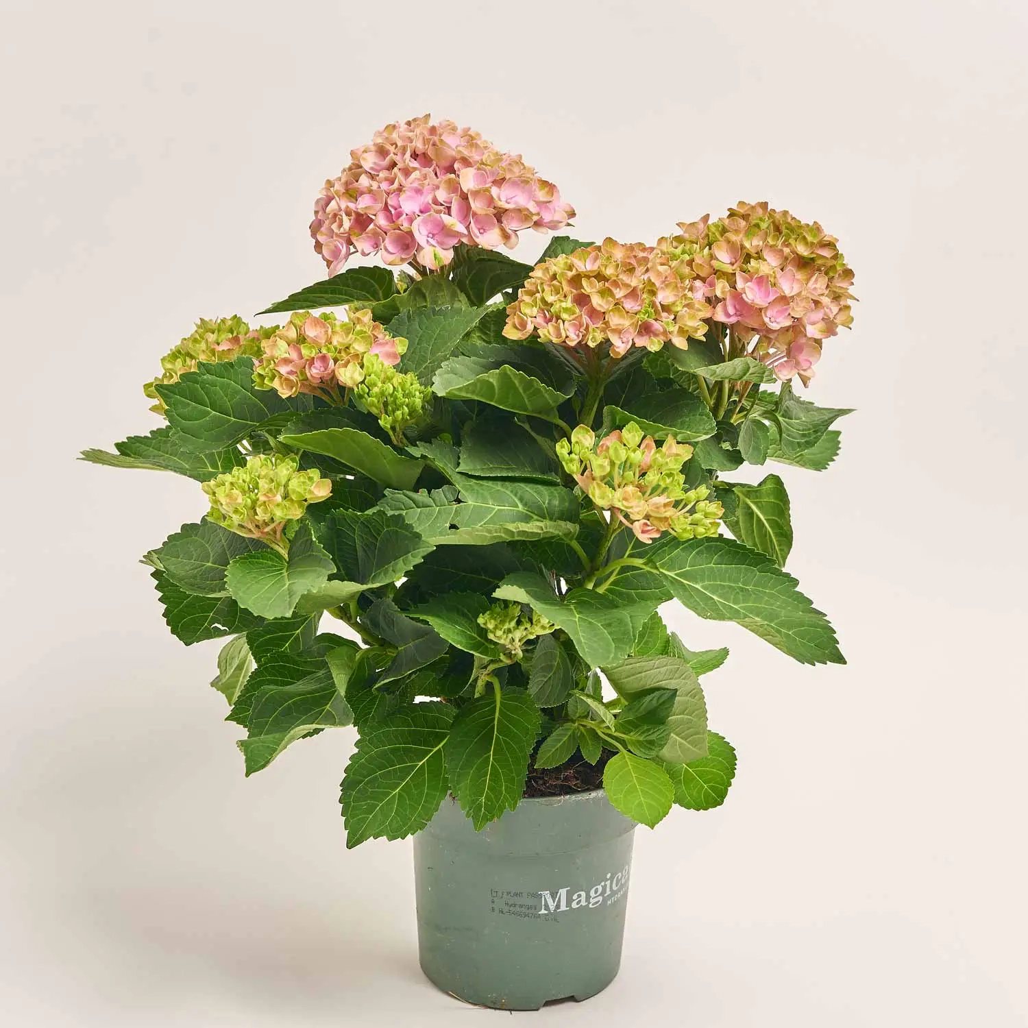 Зображення товару Гортензія Революшн рожева 5ст., артикул: 29221