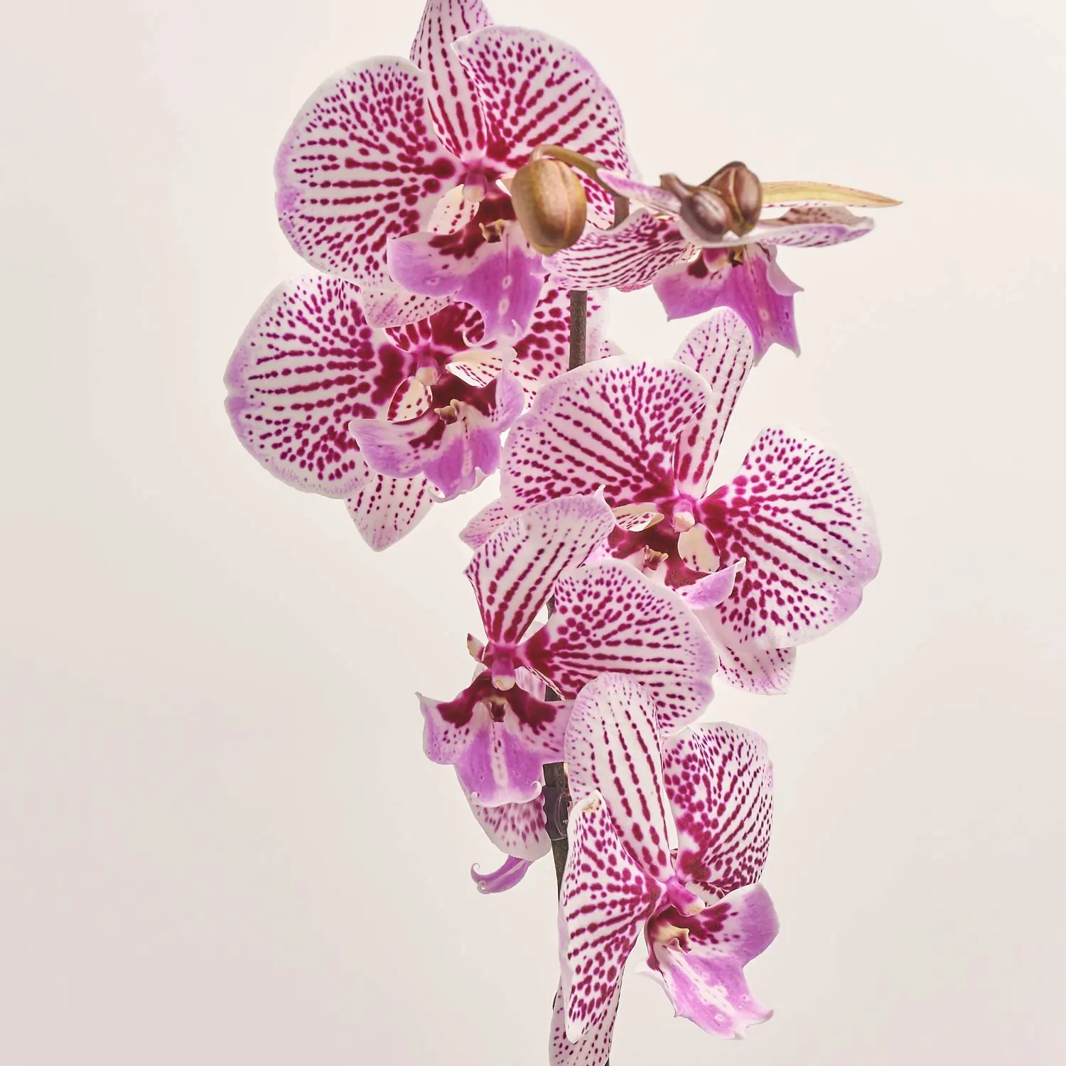 Фаленопсис 1ст. мікс, артикул: 18850 Зображення товару Фаленопсис 1ст. мікс, артикул: 18850