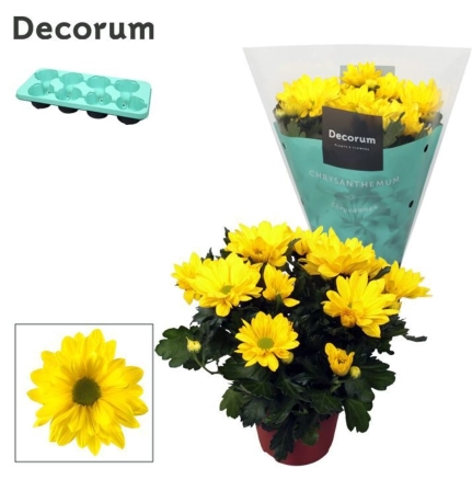 Зображення товару Хризантема Маргаріта, артикул: 57257