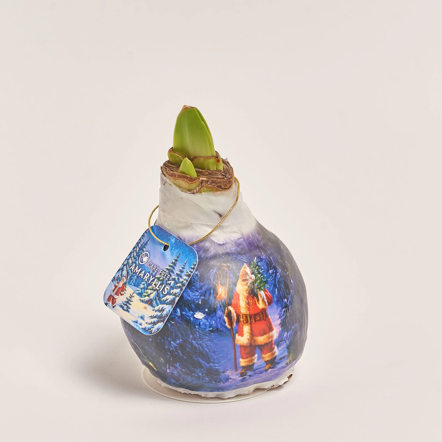 Зображення товару Амариліс Санта принт у воску, артикул: 54185