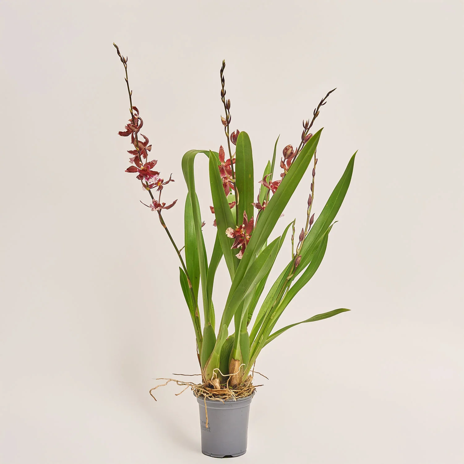 Зображення товару Буррагера Барокко Ред 3ст., артикул: 53104