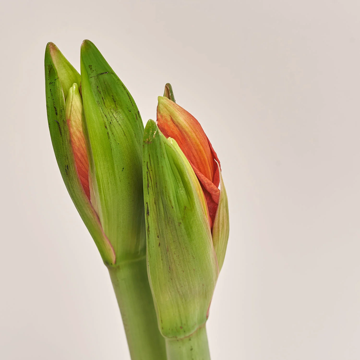 Амариліс "Юніверс Юпітер" у воску, артикул: 52675 Зображення товару Амариліс "Юніверс Юпітер" у воску, артикул: 52675