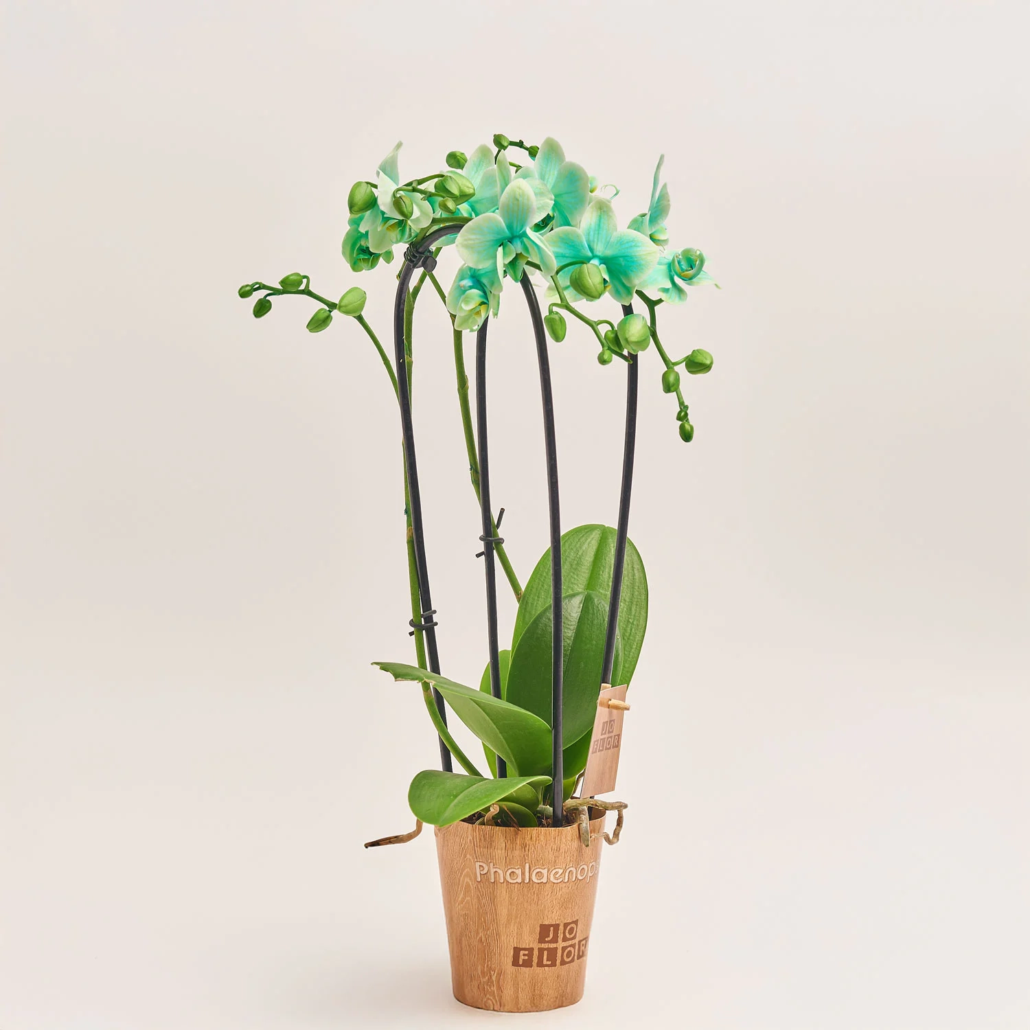 Фаленопсис фарб. каскад 2ст. мікс, артикул: 53484 Зображення товару Фаленопсис фарб. каскад 2ст. мікс, артикул: 53484