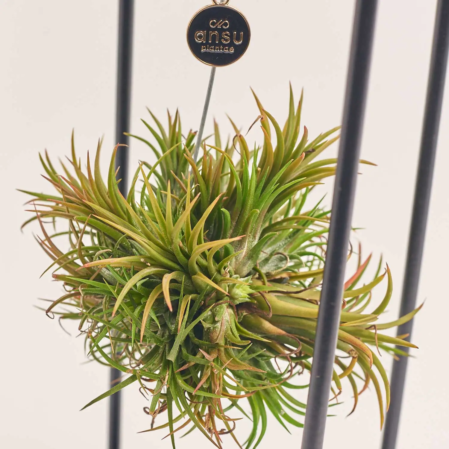 Зображення товару Тілландсія Куб мікс, артикул: 57009