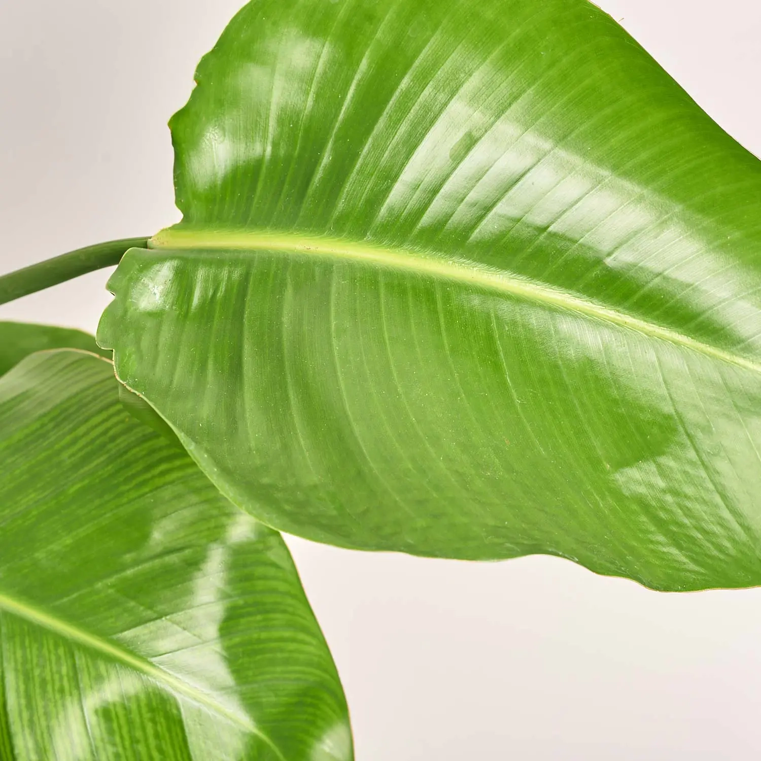 Зображення товару Стреліція Ніколай, артикул: 35958