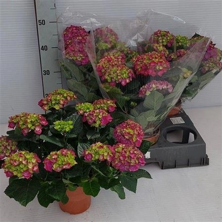 Зображення товару Гортензія фіолетова 11ст., артикул: 47133