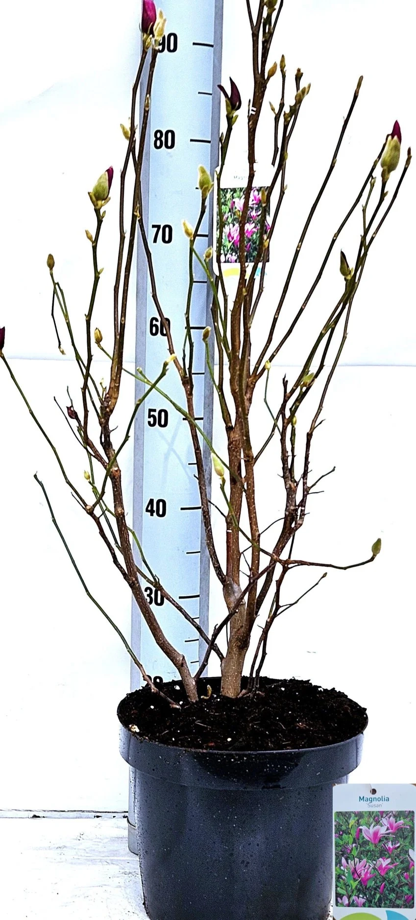 Зображення товару Магнолія Сюзан, артикул: 57217