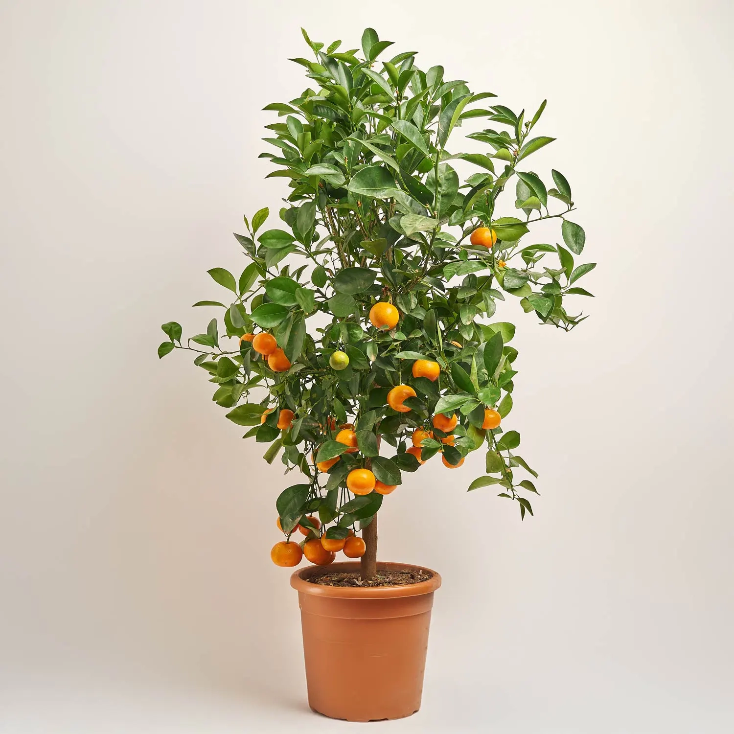 Зображення товару Цитрофортунелла Мікрокарпа, артикул: 52616