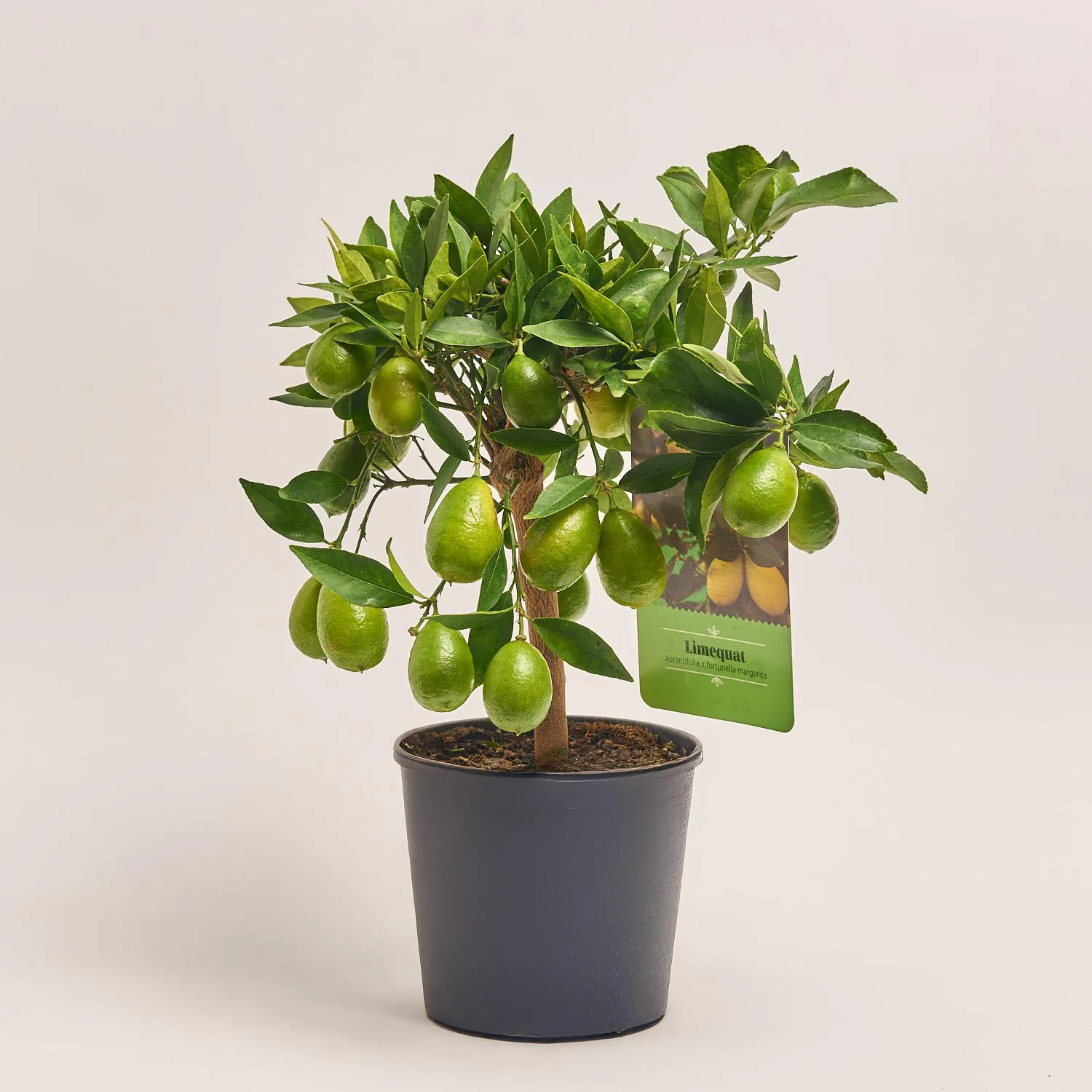 Зображення товару Цитрофортунелла Маргаріта Лаймкват, артикул: 54947